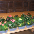Green Academy - florists: events